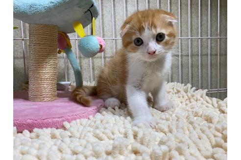 成約済の千葉県のスコティッシュフォールド-30603の7枚目